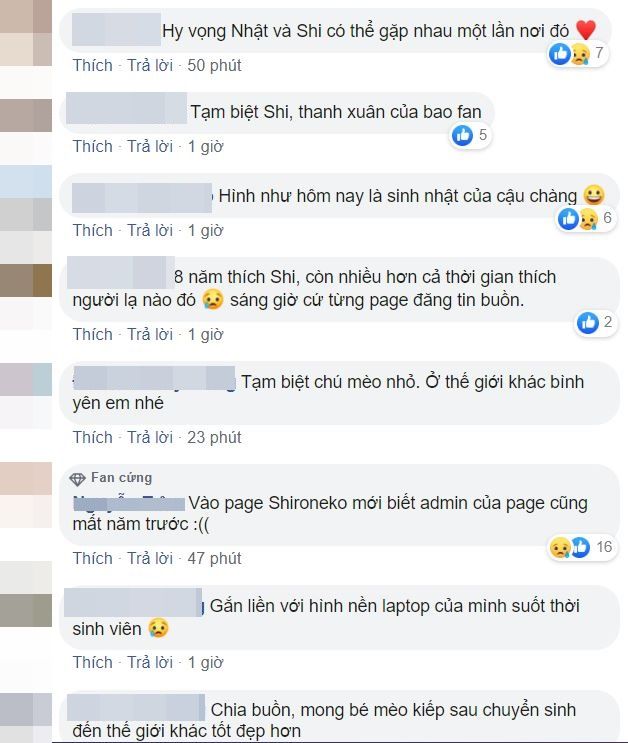 Chú mèo Shironeko qua đời khiến fan tiếc thương