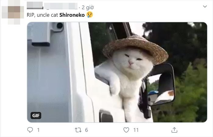 Chú mèo Shironeko qua đời khiến fan tiếc thương