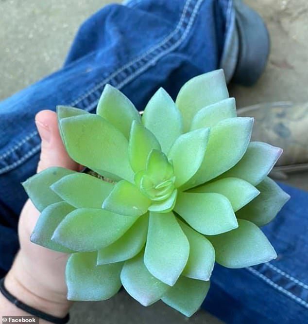 Cô nàng chăm hai năm trời mới phát hiện mình đang nuôi cây giả