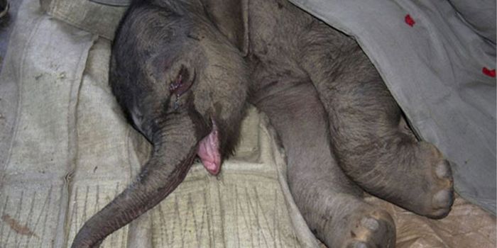 Động vật cũng có cảm xúc: Chú voi con khóc suốt 5 giờ vì bị mẹ bỏ rơi