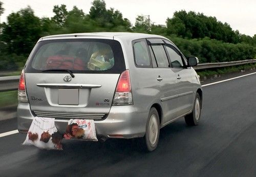 Khi nhà giàu đi chợ: Dán vịt lên đuôi xe, cho dạo khắp phố Hà Nội
