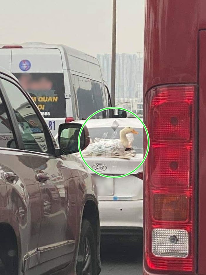 Khi nhà giàu đi chợ: Dán vịt lên đuôi xe, cho dạo khắp phố Hà Nội