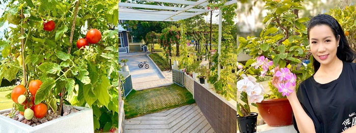 Vườn cây trái của sao Việt: vườn nhà Quyền Linh, Trịnh Kim Chi