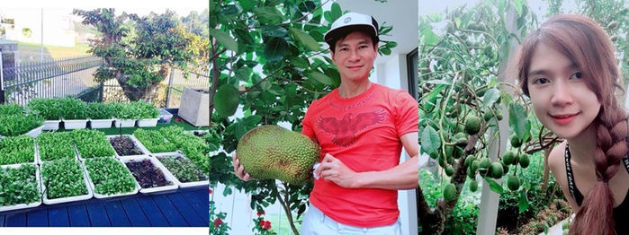 Vườn cây trái của sao Việt: vườn nhà Quyền Linh, Trịnh Kim Chi