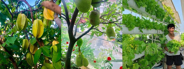 Vườn cây trái của sao Việt: vườn nhà Quyền Linh, Trịnh Kim Chi