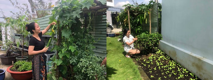Vườn cây trái của sao Việt: vườn nhà Quyền Linh, Trịnh Kim Chi