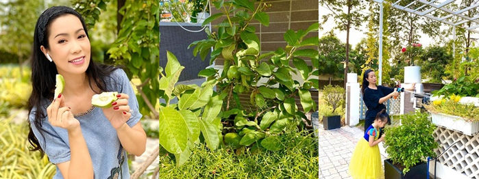 Vườn cây trái của sao Việt: vườn nhà Quyền Linh, Trịnh Kim Chi