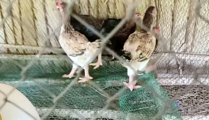 Miệt vườn hàng nghìn m2 của Minh Hằng khiến cư dân mạng trầm trồ