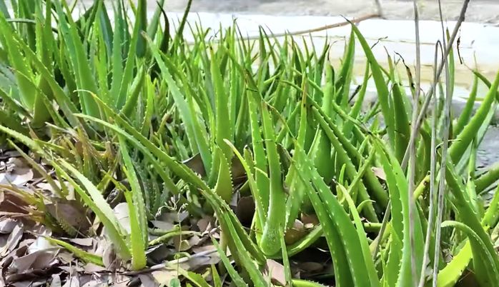 Miệt vườn hàng nghìn m2 của Minh Hằng khiến cư dân mạng trầm trồ