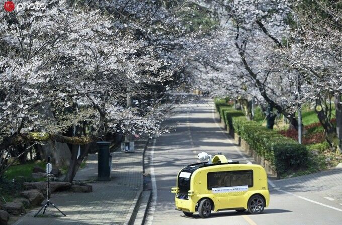 Mùa xuân đã về với Vũ Hán khi hoa anh đào bắt đầu nở rộ