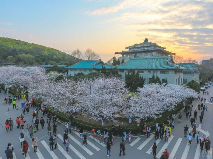Mùa xuân đã về với Vũ Hán khi hoa anh đào bắt đầu nở rộ