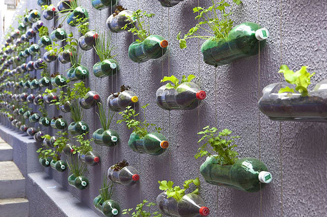 Tạo thành “khu vườn trên mây” bằng cách tận dụng vỏ chai nhựa bỏ đi 
