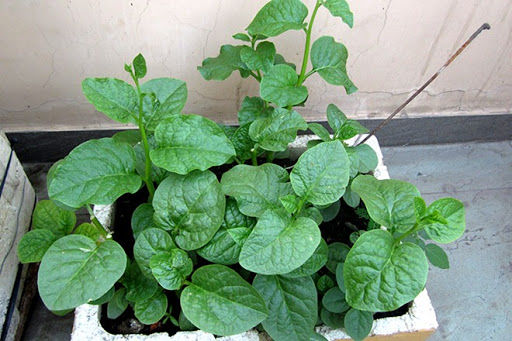 6 loại rau dễ trồng trong thùng xốp lại thu hoạch nhanh