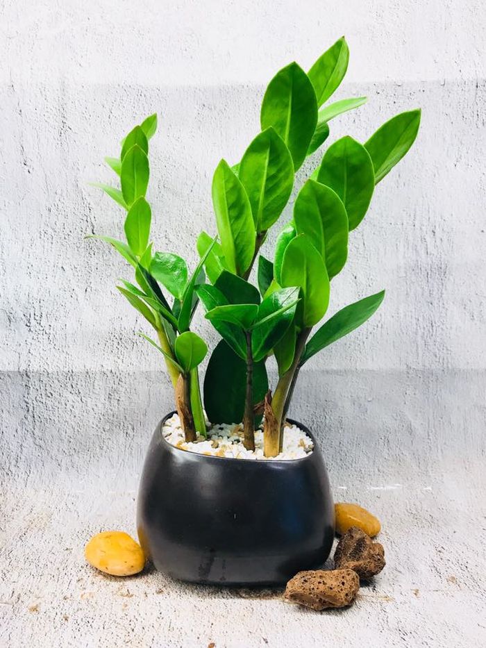4 lợi ích khi trồng cây xanh trong nhà
