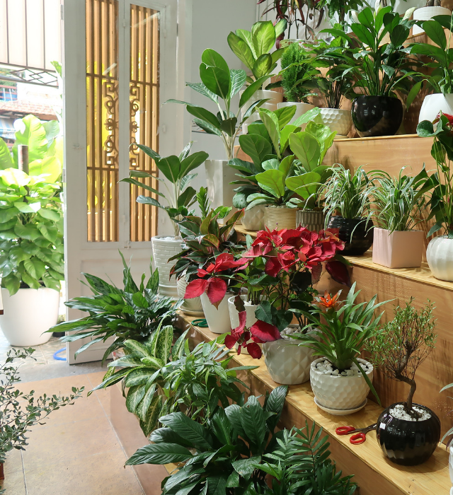 4 lợi ích khi trồng cây xanh trong nhà