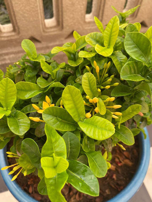 Hoa hậu Giáng My khoe vườn rau và hoa tự trồng