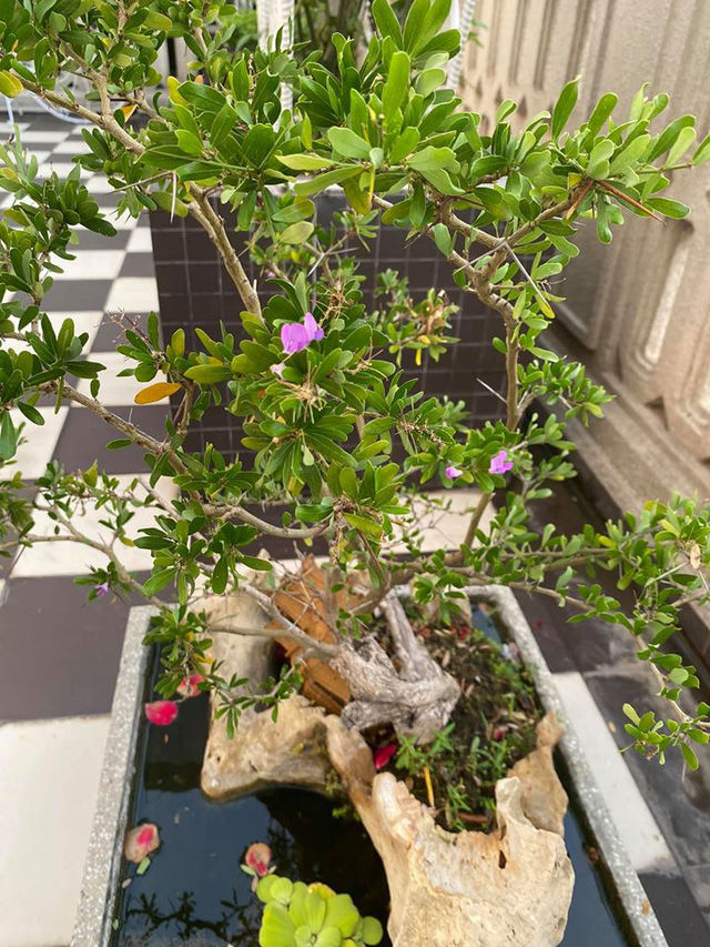 Hoa hậu Giáng My khoe vườn rau và hoa tự trồng
