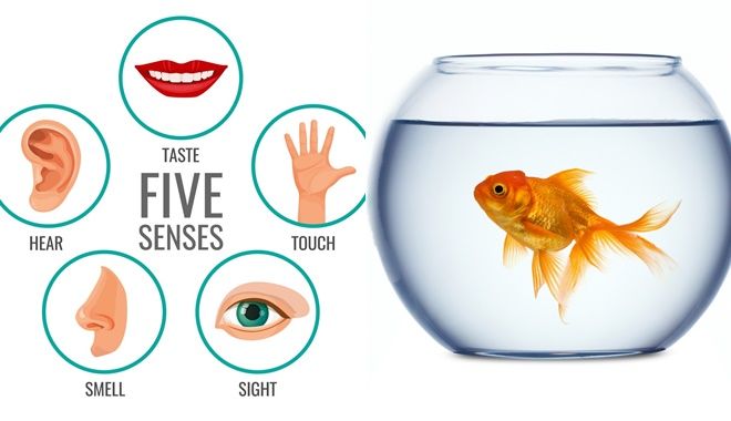 Những quan niệm sai lầm mà con người vẫn tin sái cổ: Chó bị mù màu