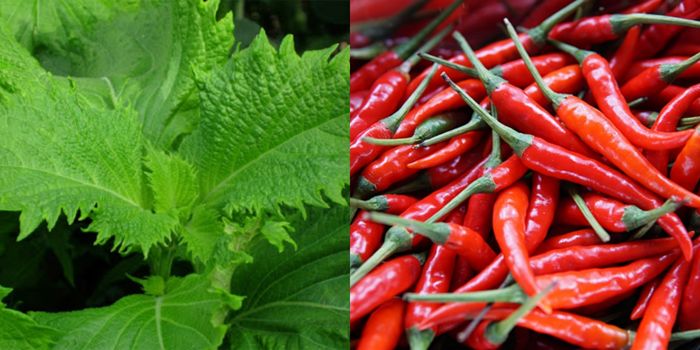 Sang Mỹ, Nhật: Sản phẩm bình dân như chổi, ớt cũng trở nên đắt đỏ