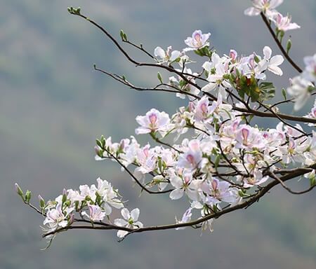 Hoa phượng, hoa xuyến chi dùng làm gỏi, vị lạ nhưng ngon ngọt, hấp dẫn