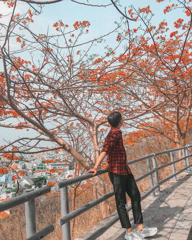 Hoa phượng, hoa xuyến chi dùng làm gỏi, vị lạ nhưng ngon ngọt, hấp dẫn