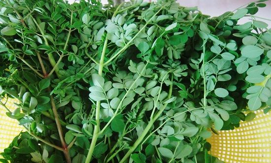 Săn lùng rau rừng có giá đắt hơn thịt, có loại 1 triệu đồng/kg