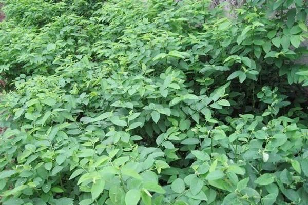 Săn lùng rau rừng có giá đắt hơn thịt, có loại 1 triệu đồng/kg