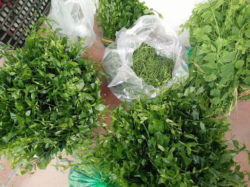 Săn lùng rau rừng có giá đắt hơn thịt, có loại 1 triệu đồng/kg