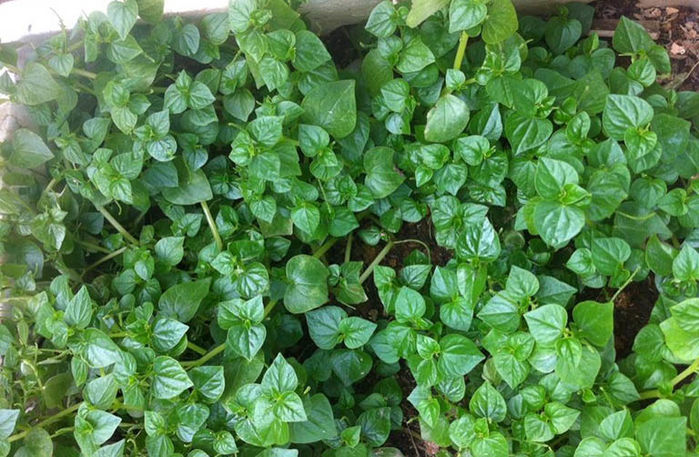 Săn lùng rau rừng có giá đắt hơn thịt, có loại 1 triệu đồng/kg