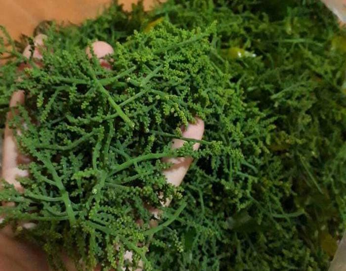 Săn lùng rau rừng có giá đắt hơn thịt, có loại 1 triệu đồng/kg
