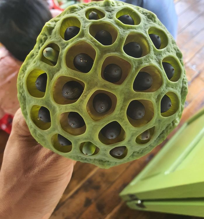 Những nỗi sợ kỳ lạ khiến nhiều người nổi da gà, nhất là cái đầu tiên