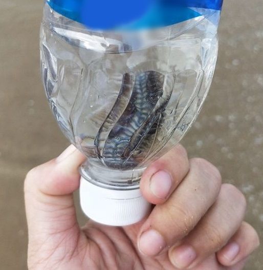 Sâu biển xuất hiện ở Vũng Tàu, du khách than trời ngứa, để lại sẹo