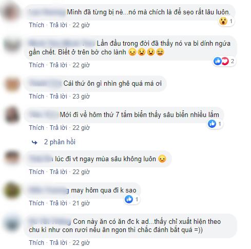 Sâu biển xuất hiện ở Vũng Tàu, du khách than trời ngứa, để lại sẹo