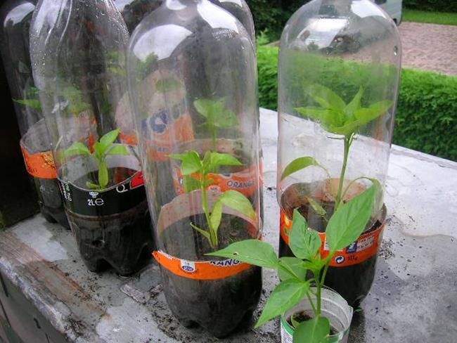 Tận dụng chai nhựa để trồng cây, làm chậu cây tự tưới và nhà kính mini