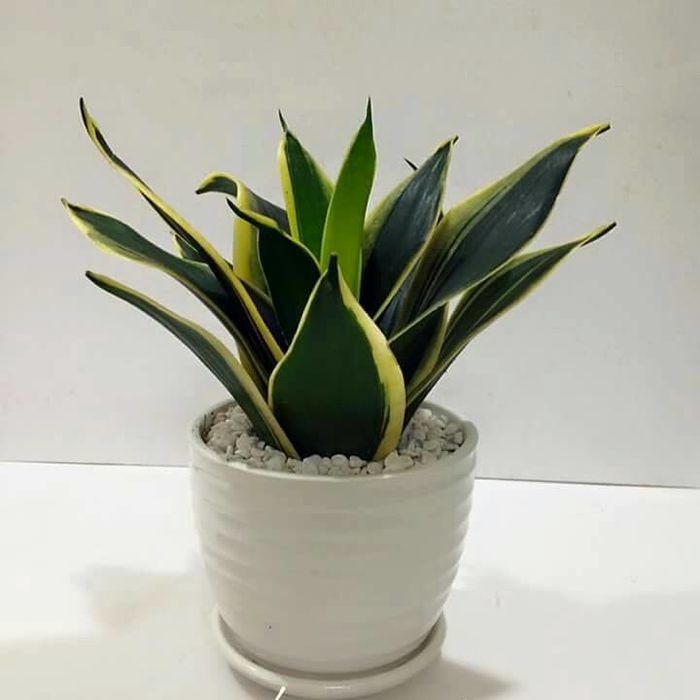 Những loại cây trồng trong nhà giúp hút chất độc hại, bức xạ điện tử