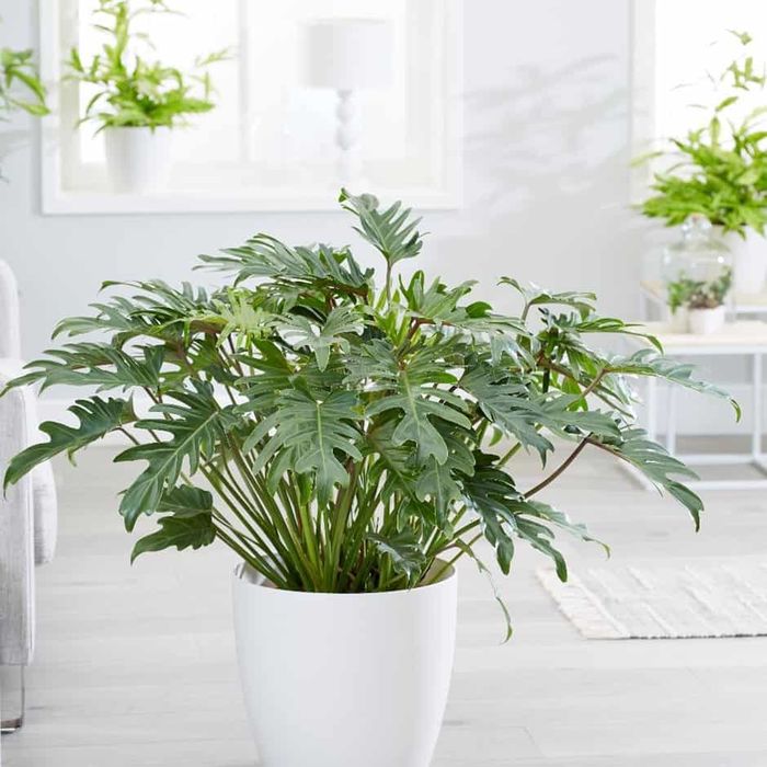 Những loại cây trồng trong nhà giúp hút chất độc hại, bức xạ điện tử