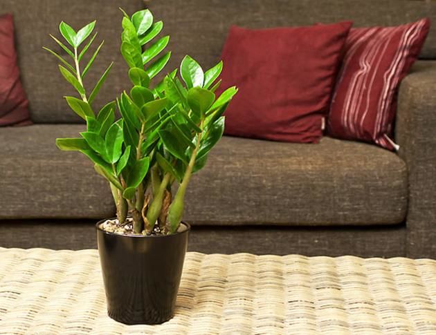 Những loại cây trồng trong nhà giúp hút chất độc hại, bức xạ điện tử