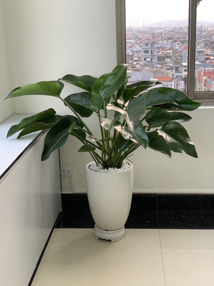 Những loại cây trồng trong nhà giúp hút chất độc hại, bức xạ điện tử