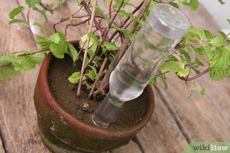 Mẹo vặt “chữa cháy” khi cần: Lấy dằm khỏi da, tưới cây dù chẳng ở nhà