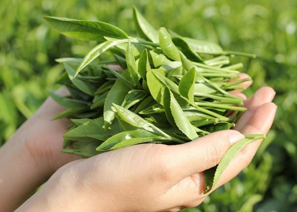 Chỉ tốn 10 ngàn mua lá chè xanh: Mụn bay biến, giảm quầng thâm mắt