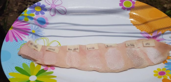 Thí nghiệm so sánh tác dụng của 7 loại kem chống nắng bằng da heo