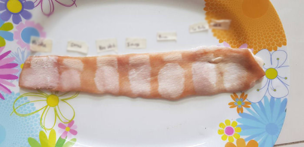 Thí nghiệm so sánh tác dụng của 7 loại kem chống nắng bằng da heo