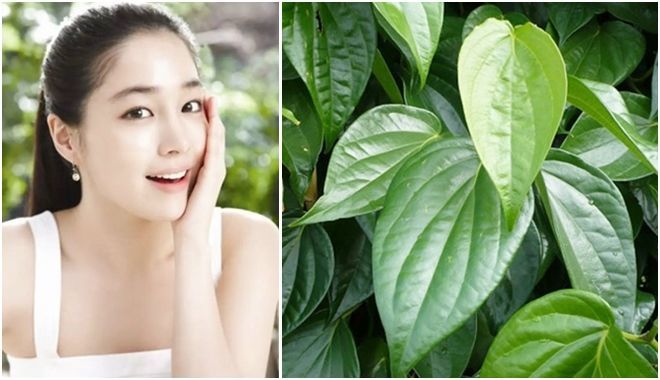 Mẹo hay giảm viêm lỗ chân lông cực nhanh mà dễ ợt với lá trầu không