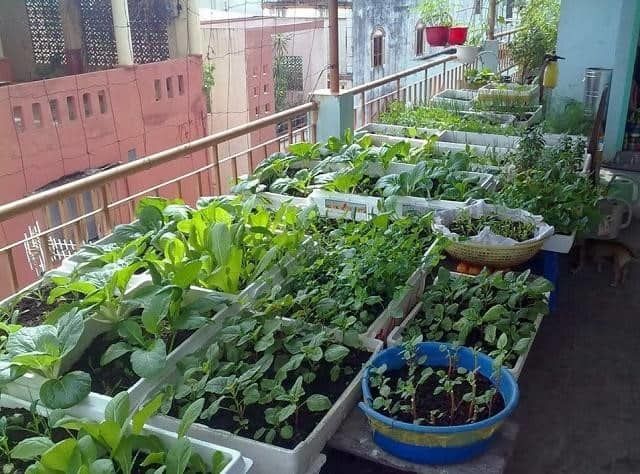 Mồng tơi, bông cải xanh dễ trồng, mọc xum xuê, thiếu nắng vẫn sống tốt