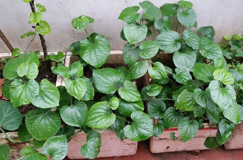 Mồng tơi, bông cải xanh dễ trồng, mọc xum xuê, thiếu nắng vẫn sống tốt