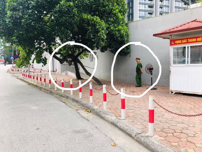 Dân tình nháo nhào trước tin quả mít an toàn nhất Việt Nam biến mất