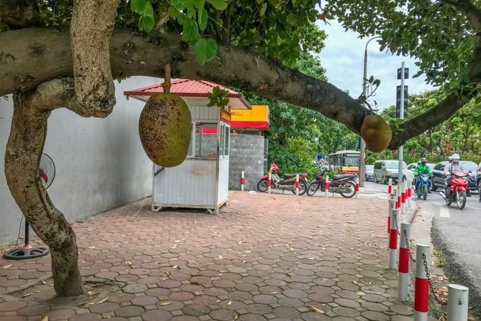 Dân tình nháo nhào trước tin quả mít an toàn nhất Việt Nam biến mất