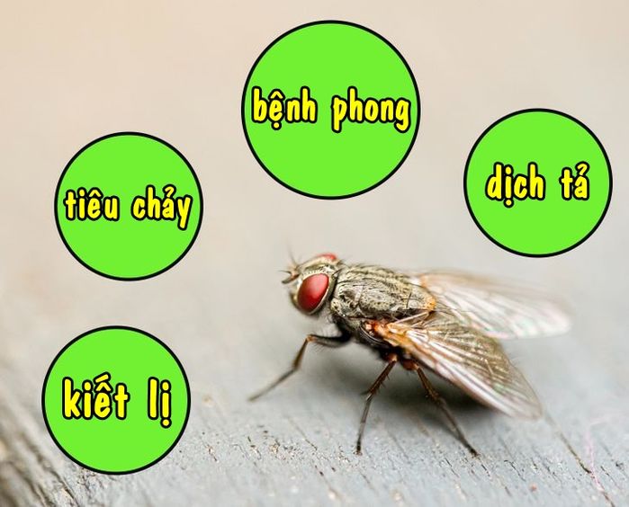 4 sai lầm khi vẫn tiếp tục dùng thức ăn đã bị ruồi bâu