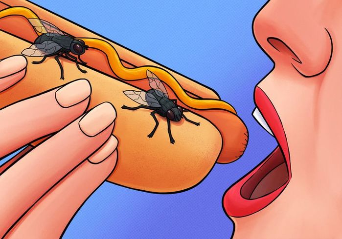 4 sai lầm khi vẫn tiếp tục dùng thức ăn đã bị ruồi bâu