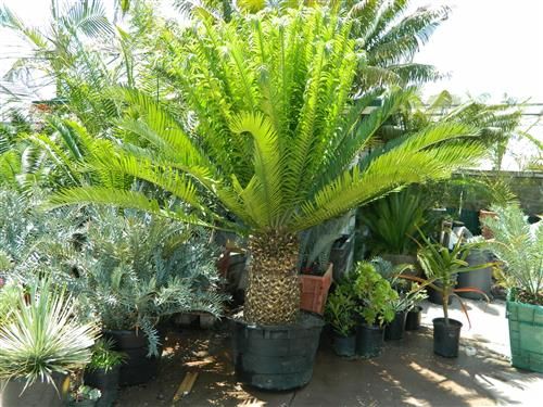 Chuyện về loài cây cô đơn nhất thế giới, hơn 100 năm không có bạn tình